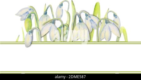 Romantischer Frühlingsrahmen mit Schneeglöckchen am äußeren Rand auf weißem, isoliertem Hintergrund. Aquarellmalerei. Stock Vektor