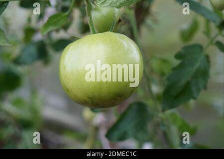 An unripe tomato grows in a greenhouse. Stock Photo