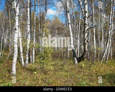 Junge Lärche wächst im Wald unter weißen Birken an einem sonnigen Herbsttag. Stockfoto