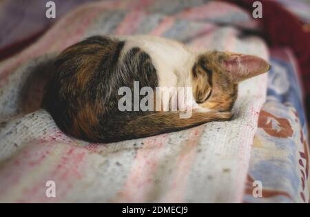 Schlafende tabby Kätzchen zusammengerollt in einem Ball. Stockfoto