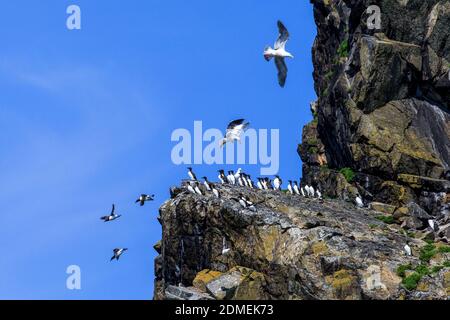 Vogelmarkt auf Meeresfelsen. Viele Vögel und Kormorane sind blau auf Steinen und Felsen vor dem Hintergrund eines ruhigen Meeres Stockfoto