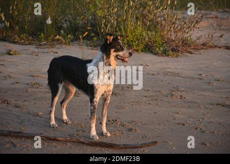 Ein flauschiger Hund, der am sandigen Ufer eines steht see Stockfoto