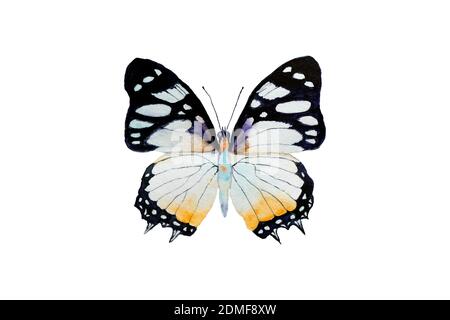 Papilio machaon Schmetterling Zeichnung isoliert auf weißem Hintergrund. Schwalbenschwanz der alten Welt Stockfoto