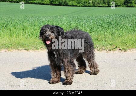 Eine selektive Fokusaufnahme eines niedlichen Bouvier des Flandres Hund auf einem Feld Stockfoto