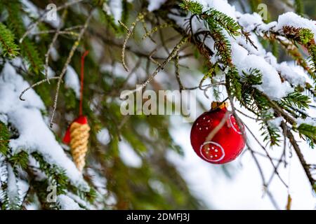 Christbaumschmuck Outdoor am Tannenzweig. Weihnachtsbaumschmuck im Wald. rote Christbaumkugeln und Strohstern, Corona Weihnachtszeit Österreich Stockfoto