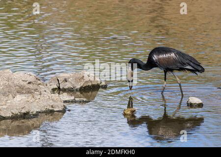 Afrikanischer Schwarzschnabelstorch (Anastomus lamelligerus) waten in einem Fluss und fischen mit seiner Spiegelung im Wasser im Krüger Nationalpark, Südafrika Stockfoto