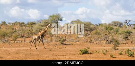 Panoramablick auf einsame Erwachsene Giraffen, die allein im sandigen Buschveld im Krüger National Park, Südafrika, wandern Stockfoto