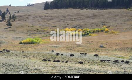 Lange Aufnahme einer Bisons-Herde, die im lamar Valley des yellowstone National Park in wyoming, usa, an vergilbter Espe vorbeiläuft Stockfoto