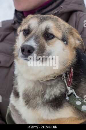 Mongrel obdachlosen Hund in einem Tierheim warten auf ein neues Haus. Ein Freiwilliger im Hintergrund Stockfoto