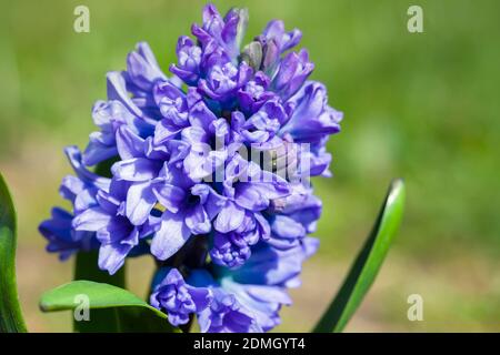 Hyazinthen blauen Blumen Makro Foto. Hyacinthus ist eine kleine Gattung bauchiger, duftender Blütenpflanzen aus der Familie der Asparagaceae, Unterfamilie Scilloidea Stockfoto