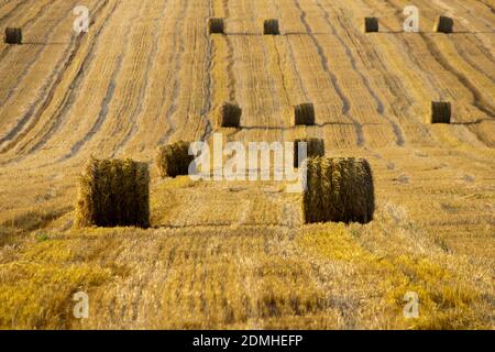 Weizenfeld nach der Ernte. Strohballen in einem landwirtschaftlichen Feld nach der Ernte Stockfoto