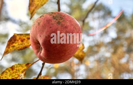 Der letzte gefleckte alte hässliche Winterapfel hängt an einem Ast Mit verwelkelten Blättern Stockfoto