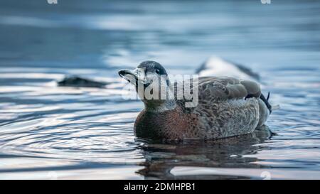Ente Schwimmen in einem Teich Stockfoto