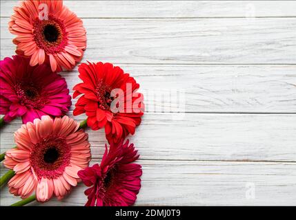 Helle Gerbera Blumen auf einem weißen Holzhintergrund. Blumenrahmen, Draufsicht Stockfoto