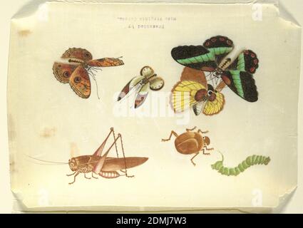 Insekten, Reispapier, detailreiche Darstellung in Farbe von vier Schmetterlingen, einer Heuschrecke, Raupe und einem Käfer., China, 18. Jahrhundert, Zeichnung Stockfoto