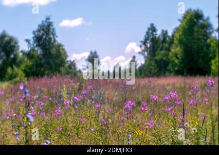 Sommerwiese in der Zeit mit rosa Blütenstände von Zypressen und blauen Zichorien Blumen auf dem Hintergrund des Waldes und blauen Himmel. Das Konzept von collec Stockfoto