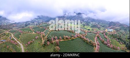 Panorama-Kirschblüten blühen auf dem Oolong-Teehügel in Sa Pa, Provinz Lào Cai, Vietnam Stockfoto