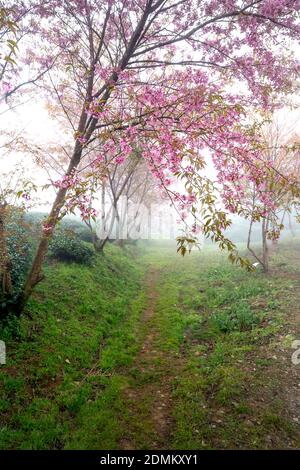 Kirschbaum auf Teehügel Blumen blühen im Frühling in Sa Pa, Vietnam Stockfoto