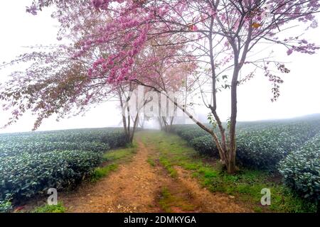 Kirschbaum auf Teehügel Blumen blühen im Frühling in Sa Pa, Vietnam Stockfoto