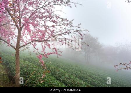 Kirschbaum auf Teehügel Blumen blühen im Frühling in Sa Pa, Vietnam Stockfoto