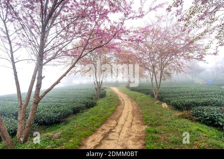 Kirschbaum auf Teehügel Blumen blühen im Frühling in Sa Pa, Vietnam Stockfoto