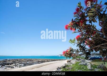 Der Pohutukawa Baum, der auch Neuseeland genannt wird Weihnachtsbaum in voller Blüte am Strand von Takapuna Stockfoto