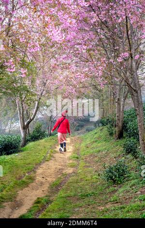 O-Long Tea Hill, Sa Pa, Lao Cai Province, Vietnam - 30. November 2020: Eine weibliche Touristen spaziert mit ihrem Hund zu einem Spaziergang in der Sakura oder Kirschbaum Stockfoto