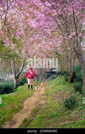 O-Long Tea Hill, Sa Pa, Lao Cai Province, Vietnam - 30. November 2020: Eine weibliche Touristen spaziert mit ihrem Hund zu einem Spaziergang in der Sakura oder Kirschbaum Stockfoto