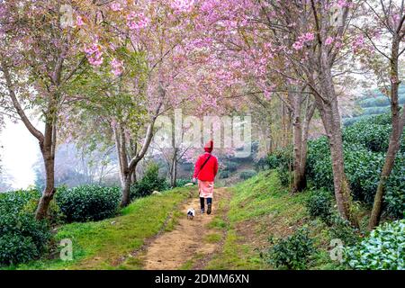 O-Long Tea Hill, Sa Pa, Lao Cai Province, Vietnam - 30. November 2020: Eine weibliche Touristen spaziert mit ihrem Hund zu einem Spaziergang in der Sakura oder Kirschbaum Stockfoto