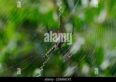 A selective focus shot of banded Argiope spider on web Stock Photo