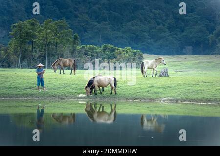 Lang Son Provinz, Vietnam - 10. November 2020: Bauern hüten sich um die Herde Pferde Stockfoto