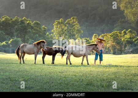 Lang Son Provinz, Vietnam - 10. November 2020: Bauern hüten sich um die Herde Pferde Stockfoto