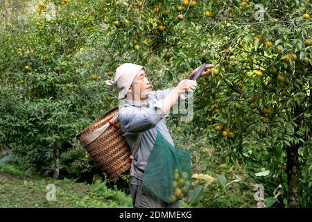 Dong Lam Steppe, Huu Lien Gemeinde, Huu Lung Bezirk, lang Son Provinz, Vietnam - 11. November 2020: Ein Bauer pflückt reife Mandarinbeeren auf einem Bauernhof Stockfoto