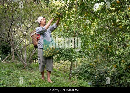 Dong Lam Steppe, Huu Lien Gemeinde, Huu Lung Bezirk, lang Son Provinz, Vietnam - 11. November 2020: Ein Bauer pflückt reife Mandarinbeeren auf einem Bauernhof Stockfoto