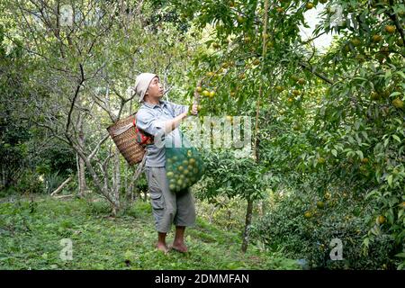 Dong Lam Steppe, Huu Lien Gemeinde, Huu Lung Bezirk, lang Son Provinz, Vietnam - 11. November 2020: Ein Bauer pflückt reife Mandarinbeeren auf einem Bauernhof Stockfoto