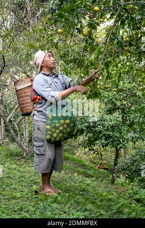 Dong Lam Steppe, Huu Lien Gemeinde, Huu Lung Bezirk, lang Son Provinz, Vietnam - 11. November 2020: Ein Bauer pflückt reife Mandarinbeeren auf einem Bauernhof Stockfoto