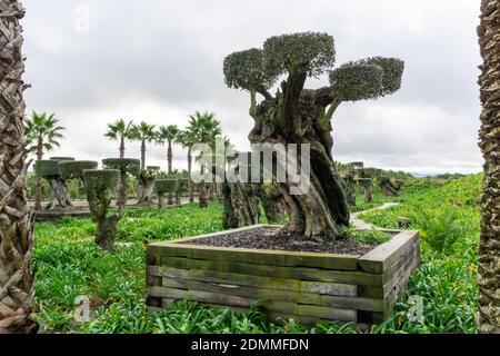 Carvalhal Bombarral, Portugal - 13. Dezember 2020: Großer Bonsai Baum im Buddha Eden Garten in Portugal Stockfoto