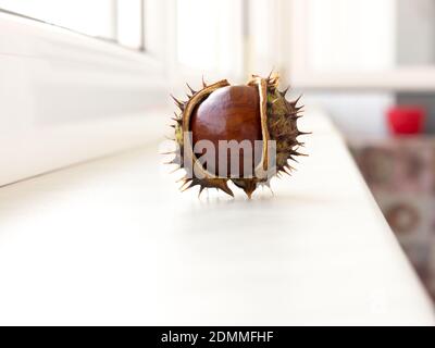 Die Kastanie Eichel Objekte und Hintergrund. Stockfoto