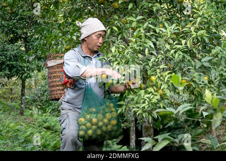 Dong Lam Steppe, Huu Lien Gemeinde, Huu Lung Bezirk, lang Son Provinz, Vietnam - 11. November 2020: Ein Bauer pflückt reife Mandarinbeeren auf einem Bauernhof Stockfoto