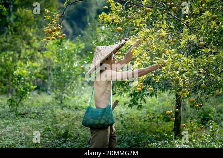 Dong Lam Steppe, Huu Lien Gemeinde, Huu Lung Bezirk, lang Son Provinz, Vietnam - 11. November 2020: Ein Bauer pflückt reife Mandarinbeeren auf einem Bauernhof Stockfoto