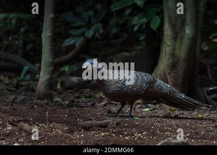 Grauer Pfau-Fasan, Vögel von Thailand Stockfoto