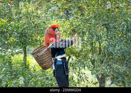 Dong Lam Steppe, Huu Lien Gemeinde, Huu Lung Bezirk, lang Son Provinz, Vietnam - 11. November 2020: Ein Bauer pflückt reife Mandarinbeeren auf einem Bauernhof Stockfoto