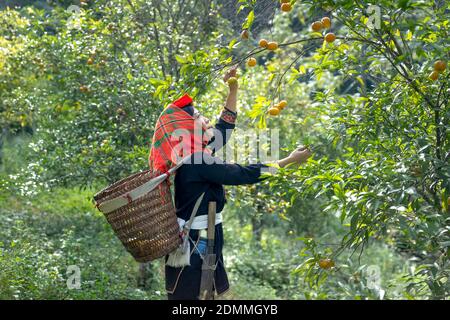 Dong Lam Steppe, Huu Lien Gemeinde, Huu Lung Bezirk, lang Son Provinz, Vietnam - 11. November 2020: Ein Bauer pflückt reife Mandarinbeeren auf einem Bauernhof Stockfoto