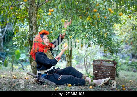 Dong Lam Steppe, Huu Lien Gemeinde, Huu Lung Bezirk, lang Son Provinz, Vietnam - 11. November 2020: Ein Bauer pflückt reife Mandarinbeeren auf einem Bauernhof Stockfoto