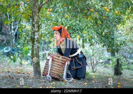 Dong Lam Steppe, Huu Lien Gemeinde, Huu Lung Bezirk, lang Son Provinz, Vietnam - 11. November 2020: Ein Bauer pflückt reife Mandarinbeeren auf einem Bauernhof Stockfoto