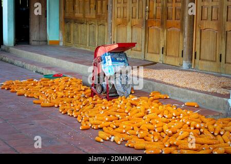 Lang Son Provinz, Vietnam - 11. November 2020: Bauern trocknen Mais, nachdem sie Mais auf dem Feld geerntet haben Stockfoto