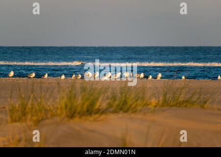 Eine schöne Aufnahme von Möwen, die an einer sandigen Küste spazieren In Norderney Stockfoto