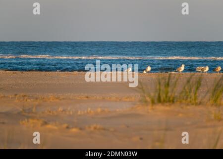 Eine schöne Aufnahme von Möwen, die an einer sandigen Küste spazieren In Norderney Stockfoto