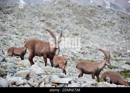 Image of group of alpine goats captured in wild nature. Herd of ibexes on rocky background. Alpine mountain icon. Concept of wildlife fauna Stock Photo