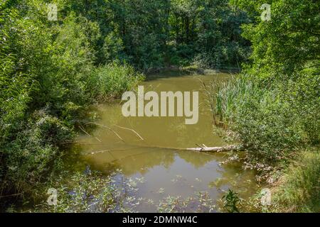 Idyllische Uferlandschaft rund um Wiesenfelden im Bayerischen Wald bei Sommerzeit Stockfoto